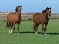 Mundoo Island & Coorong Tours image 1