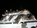 Ocean Grove Fishing Charters image 3