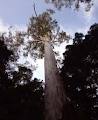 Orara East State Forest image 5