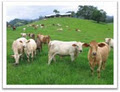 Paddock to Plates image 1