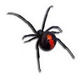 Redback Webdesign logo