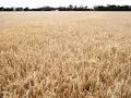 Seed Technology & Marketing image 1