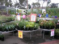 Shady Gum Garden Centre image 3