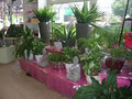 Shady Gum Garden Centre image 4