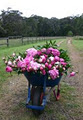 Spring Hill Peony Farm image 2