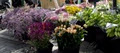 Sydney Sustainable Markets - Farmers Market at Taylor Square image 2