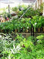 The Fern Forest Nursery image 3