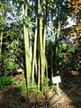 The Fern Forest Nursery image 4