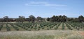 The Salem Olive Grove image 3