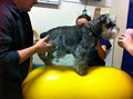 The Vet Practice image 3