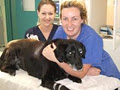 The Vet Practice image 4