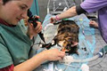 The Vet Practice image 5