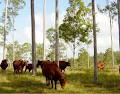 Timber Queensland image 6