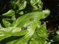 Tree Frog Permaculture image 3