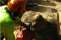 Tree King Solutions logo