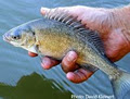 Upper Yarra Aquaponics image 1