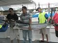 Wahoo Fishing Charters - Offshore & Inshore Fishing Charters - Gold Coast image 4