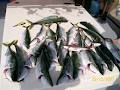 Wahoo Fishing Charters - Offshore & Inshore Fishing Charters - Gold Coast image 5