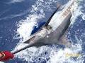 Wahoo Fishing Charters - Offshore & Inshore Fishing Charters - Gold Coast image 6