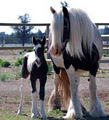 Wattlelane Stables logo