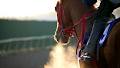 Western Equine Veterinary Services image 1