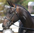 Winmallee Classical Riding logo