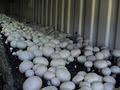 shoalhaven mushrooms image 2