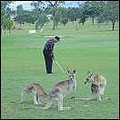 Golfing Cairns logo