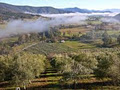 Kiewa Estate Olive Grove image 5