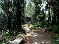 Pine Grove Bromeliad Nursery image 4