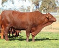 Riverslea Santa Gertrudis Stud image 2