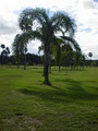 The Palms Golf Course Port Stephens logo