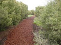 Watershed Wetlands and Trails image 3