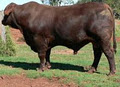 Allendale Santa Gertrudis Stud logo