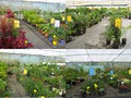 Alligator Creek Nursery image 1