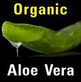 Aloe Vera image 2