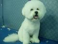 Animal Magic Pet Grooming Salon image 4