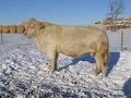 Ashwood Park Charolais image 2