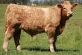 Ashwood Park Charolais image 4