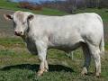 Ashwood Park Charolais image 5