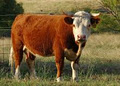 Australian Miniature Herefords logo