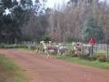 Balingup Jalbrook Cottages & Alpacas image 5