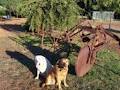 Balingup Jalbrook Cottages & Alpacas image 6