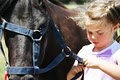 Balmoral Equestrian Centre logo