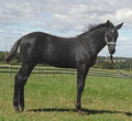 Bellissimo Performance Horses Nowra image 2