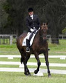 Bellissimo Performance Horses Nowra image 3