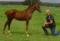 Bellissimo Performance Horses Nowra logo