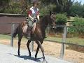 Beltain Park Riding Centre image 6