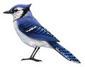 Blue Jays Web - Brisbane Web Design image 4