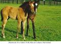 Bluegrass Bloodstock image 3